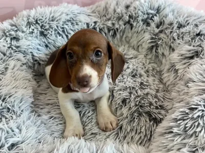 Female Dachshund puppy named Penny for sale at Waggles - Kendall.