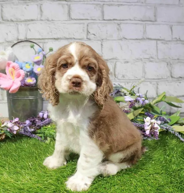 Male Cocker Spaniel puppy named Maui for sale at Waggles - Kendall.