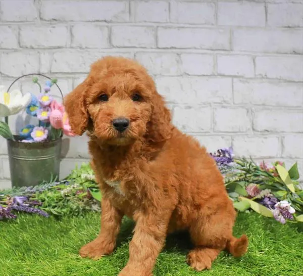 Male Mini Goldendoodle 2Nd Gen puppy named Woody for sale at Waggles - Kendall.