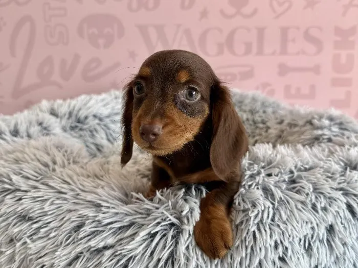 Male Dachshund puppy named Espresso for sale at Waggles - Kendall.