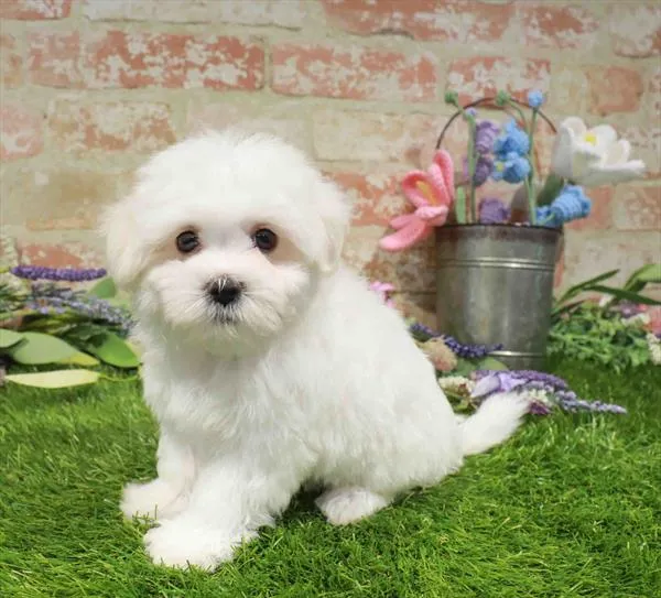Male Maltese puppy named Laffy for sale at Waggles - Kendall.