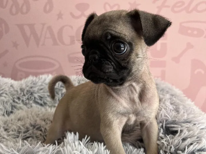 Female Pug puppy named Betty Boo for sale at Waggles - Kendall.