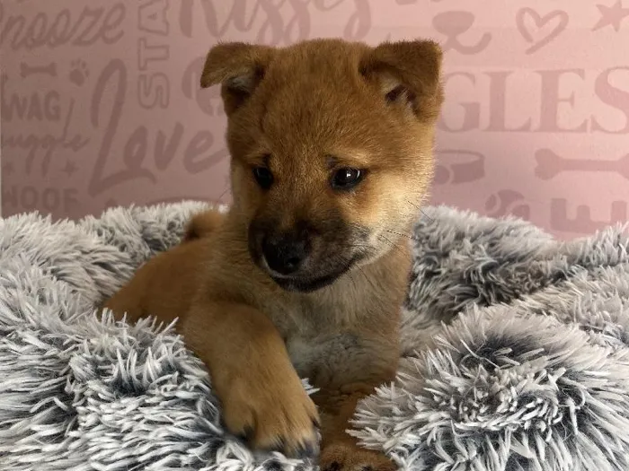 Male Shiba Inu puppy named Kenji for sale at Waggles - Kendall.