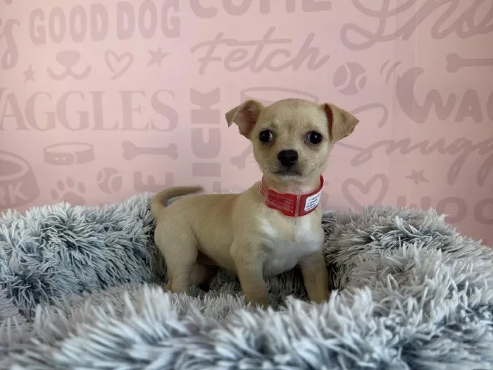 Female Chihuahua puppy named Pretzel for sale at Waggles - Kendall.