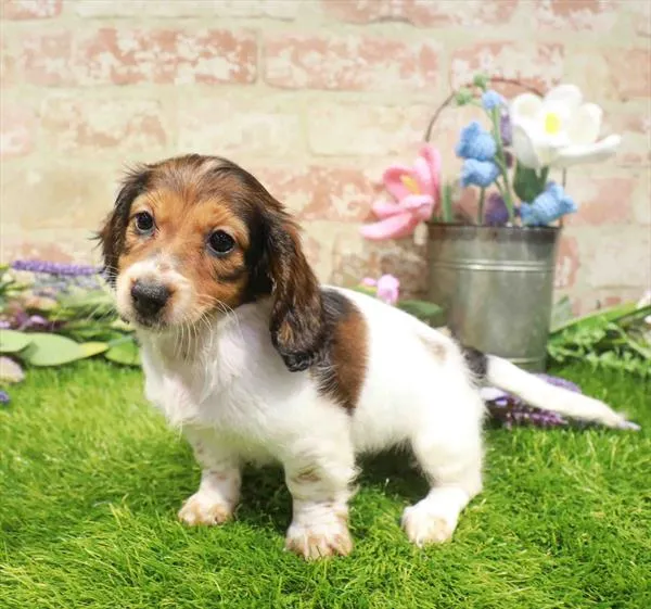 Female Dachshund puppy named Leiah for sale at Waggles - Kendall.