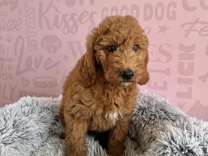 Male Mini Goldendoodle 2Nd Gen puppy named Woody for sale at Waggles - Kendall.