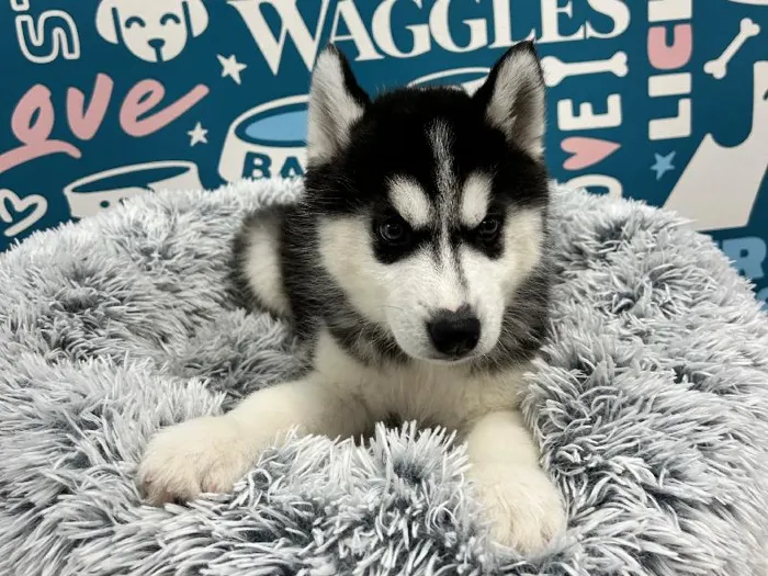 Male Siberian Husky puppy named Alaska for sale at Waggles - Kendall.