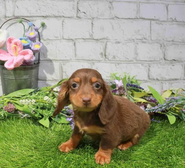 Male Dachshund puppy named Espresso for sale at Waggles - Kendall.
