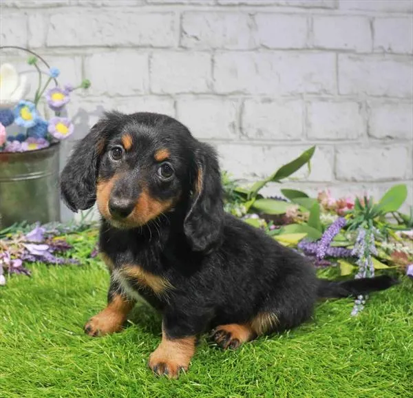 Female Dachshund puppy named Bubble Tea for sale at Waggles - Kendall.