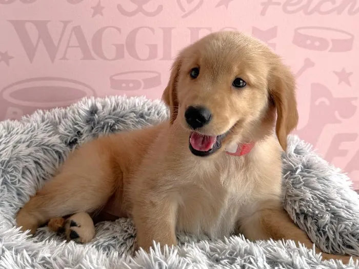 Female Golden Retriever puppy named Tulip for sale at Waggles - Kendall.