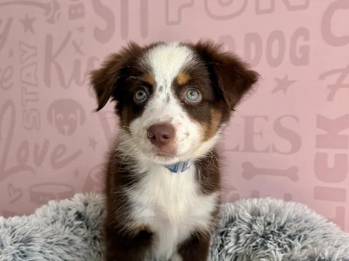 Male Mini Aussie puppy named Heihei for sale at Waggles - Kendall.