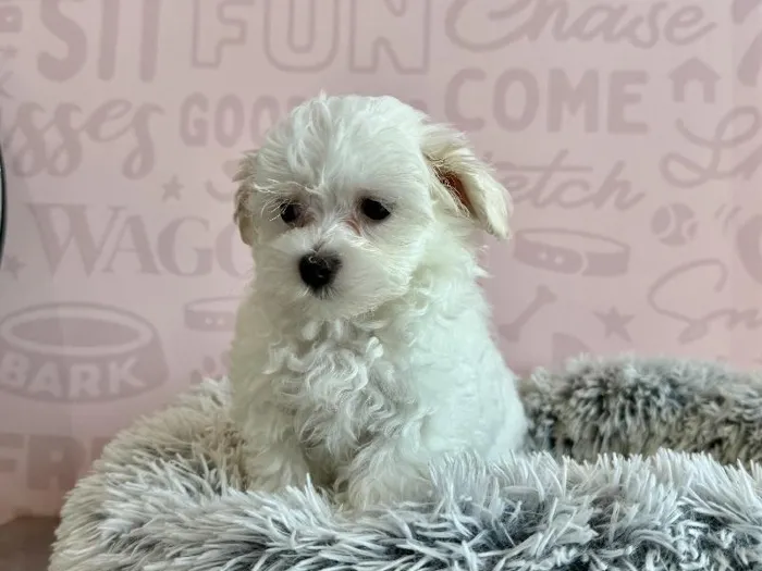 Female Maltese puppy named Margarita for sale at Waggles - Kendall.