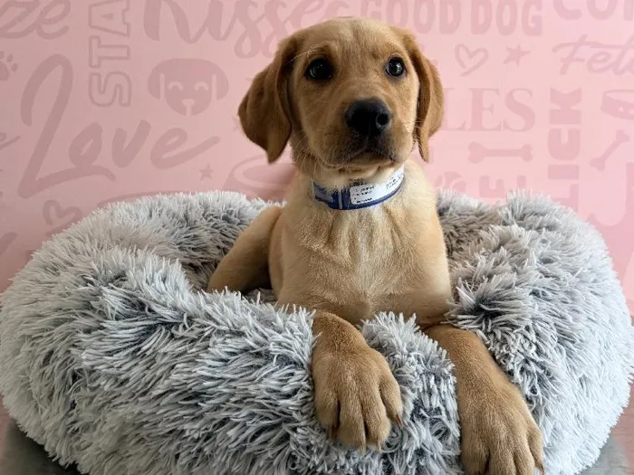 Male Labrador Retriever puppy named Clover for sale at Waggles - Kendall.