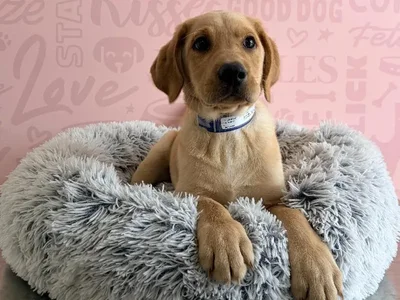 Male Labrador Retriever puppy named Clover for sale at Waggles - Kendall.