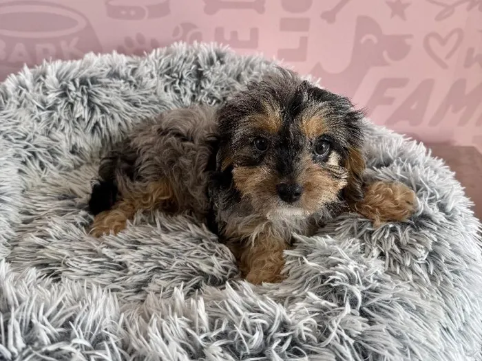 Female Cavapoo puppy named Bo Peep for sale at Waggles - Kendall.
