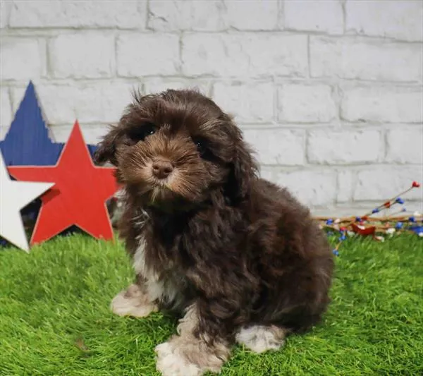 Male Mini Schnauzer puppy named Kodiak for sale at Waggles - Kendall.