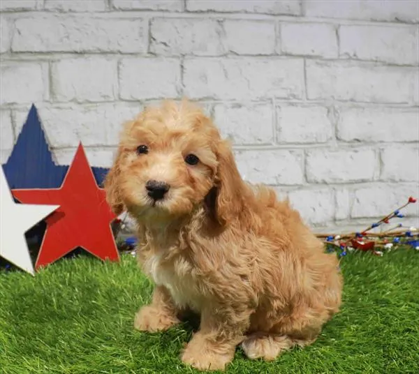 Male Poodle puppy named Mars for sale at Waggles - Kendall.