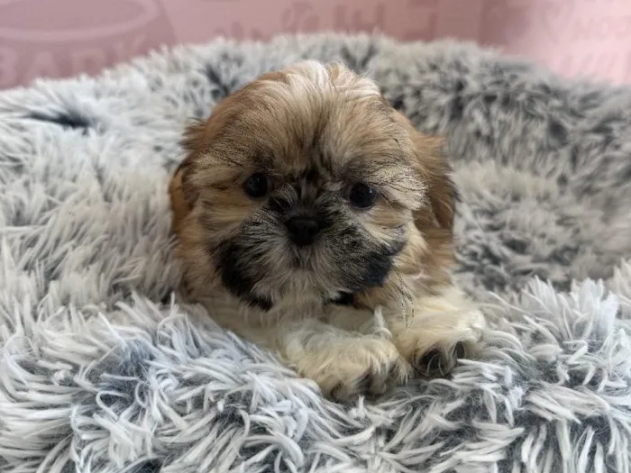 Female Shih Tzu puppy named Kiki for sale at Waggles - Kendall.