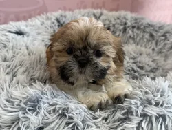 Female Shih Tzu puppy named Kiki for sale at Waggles - Kendall.