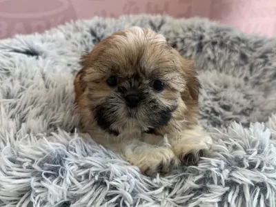 Female Shih Tzu puppy named Kiki for sale at Waggles - Kendall.
