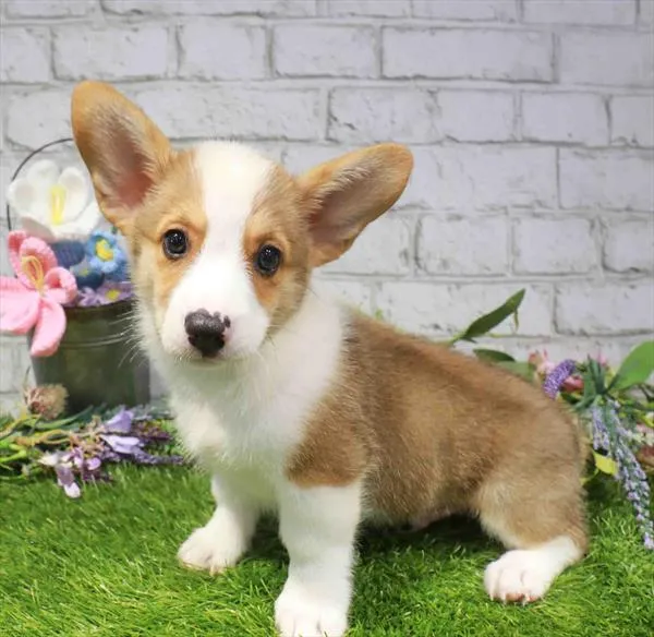 Male Pembroke Welsh Corgi puppy named Pumpkin Spice for sale at Waggles - Kendall.