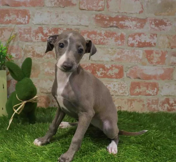 Female Italian Greyhound puppy named Bambi for sale at Waggles - Kendall.