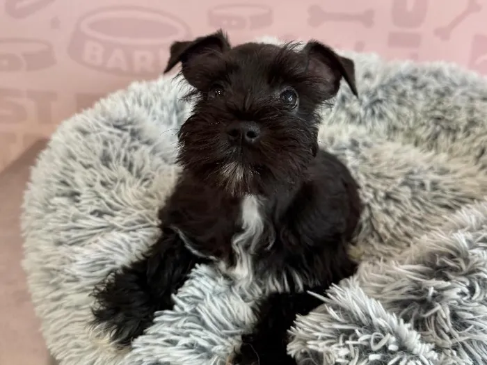Female Mini Schnauzer puppy named Jasmine for sale at Waggles - Kendall.