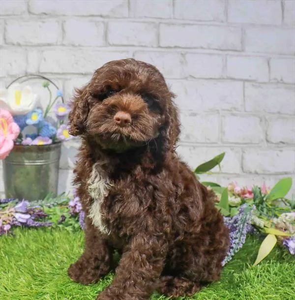 Female Hybrid puppy named Mocca for sale at Waggles - Kendall.