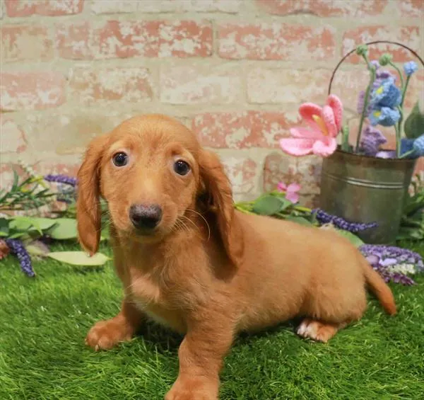 Male Dachshund puppy named Jellybean for sale at Waggles - Kendall.