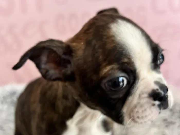Male Boston Terrier puppy named Ollie for sale at Waggles - Kendall.