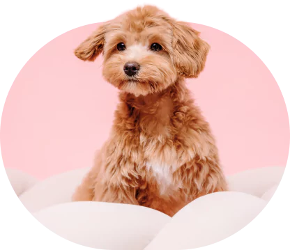 Cute small puppy sitting comfortably at a trusted puppy store in Kendall, FL