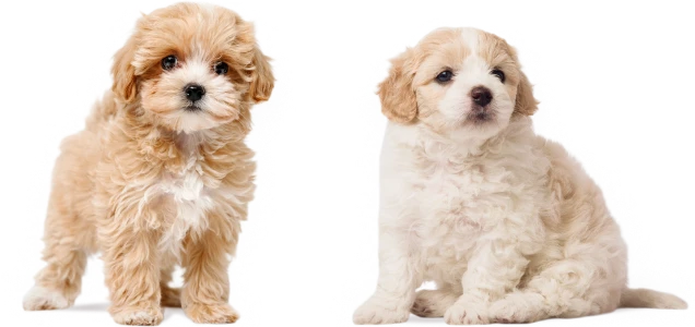Two adorable puppies at a local dog store in Kendall, FL