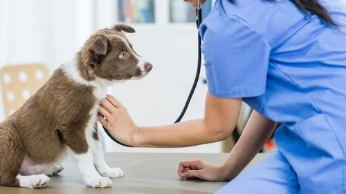 Finding the Best Vet for Your Puppy