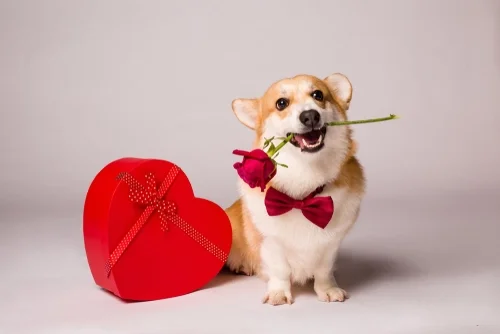 Valentine’s Day Essentials for Your Puppy