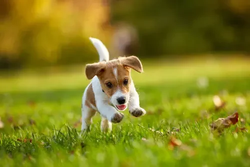 High-Energy Puppies: Great for Active Lifestyles