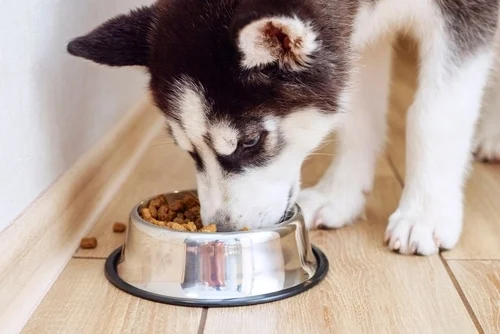 Puppy enjoying attention, care, and playtime with its new family.