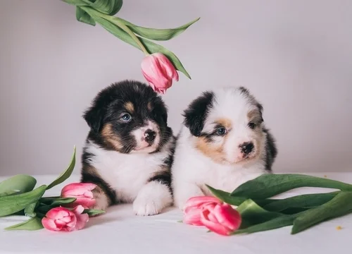 Fun Spring Activities With Your Puppy