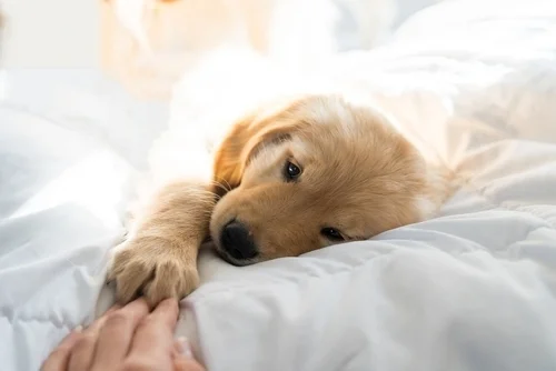 Essential Signs Every Dog Owner Should Know