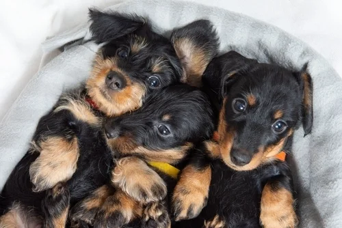 Consider Your Lifestyle Before Choosing a Puppy