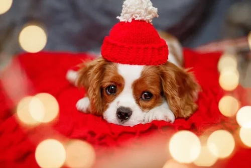 Puppy-Safe Treats and Festive Feasts