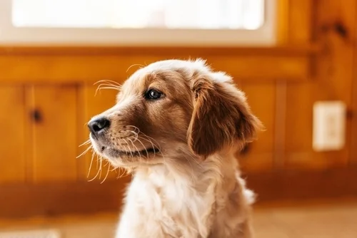 Understanding your puppy’s body language can help prevent misunderstandings and unwanted behaviors.