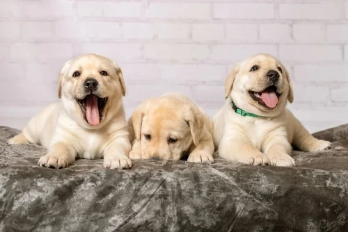 Top Puppy Breeds for Families.