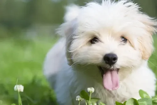 Waggles Kendall:Top Reasons to Add a Puppy to Your Life