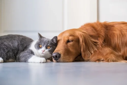 New puppy interacting with resident pets for the first time