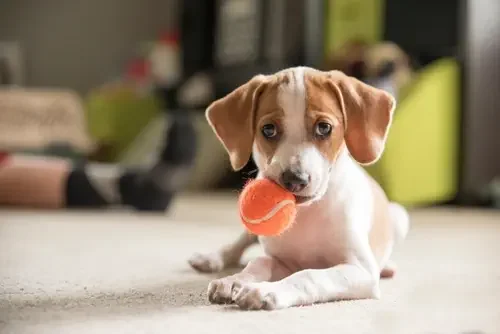 Waggles Kendall: Puppy socializing with other dogs during a group training class