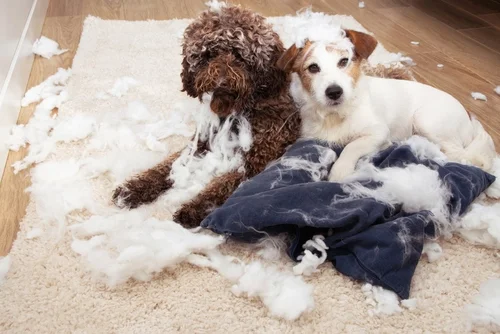 Puppy showing typical teething behavior, chewing and exploring objects