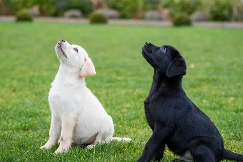 Forming a Lifelong Bond with Your New Puppy