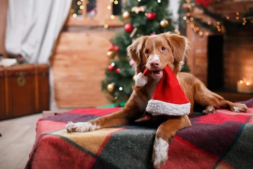 Holiday Hazards: Keeping Your Puppy Safe This Season