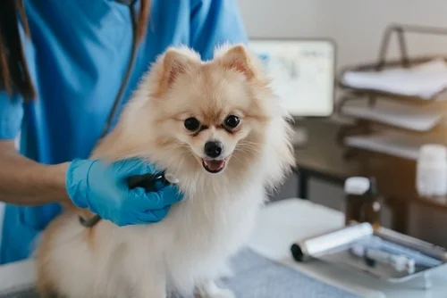 Choosing the right veterinarian for your puppy is one of the most important steps in this process.