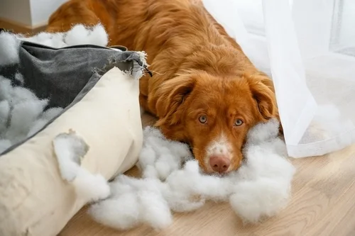 Puppy Tips: Easing Teething Pains